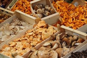 variety of fresh mushrooms on the market