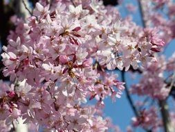 sakura blossoms in Japan