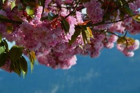 flowering pink branch close-up