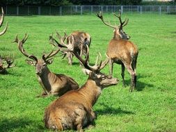 lot of deer with horns on a green meadow on a sunny day