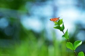 colorful orange butterfly on a branch of a young tree