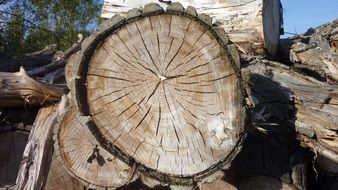 annual rings on log