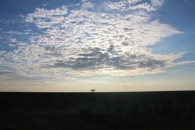 tree far on the horizon