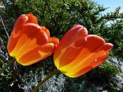 two tulips in bright sunlight