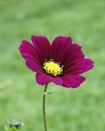 bright purple flower close up
