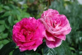 two pink fluffy rose flowers together
