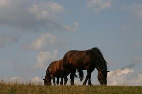 brown horses graze in a green meadow at dusk