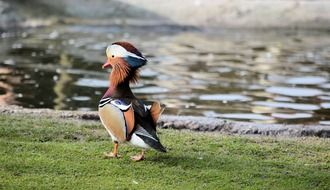 deliciously beautiful duck bird