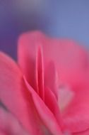 natural rose petals closeup