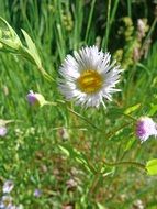 white petals yellow core flower