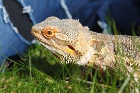 bearded dragon or lizard