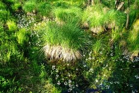 green Aquatic plants in the forest