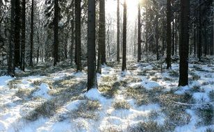 winter forest with snow between trees