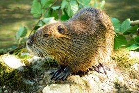 beaver among nature close up