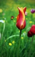 red tulips in the spring meadow