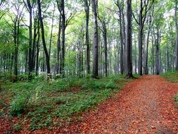Photo of the forest park in autumn
