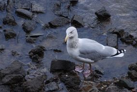 herring gull larus