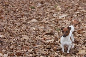 terrier in the autumn forest
