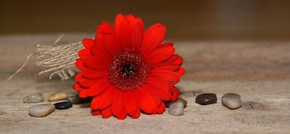 Red gerbera among decorative stones