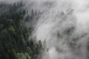 spruce forest in fog, aerial view