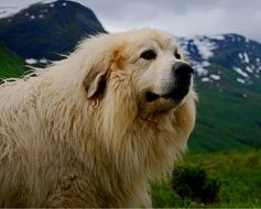 Portrait of white hairy doggy