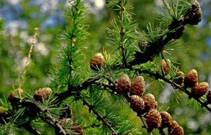 closeup photo of Brown cones on a tree branch