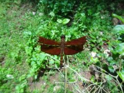 brown dragonfly flies over green grass