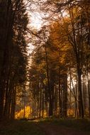 autumn forest leaves with a back light