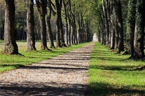 alley in the play of shadows among the trees