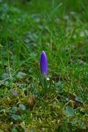 violent crocus closed in green grass