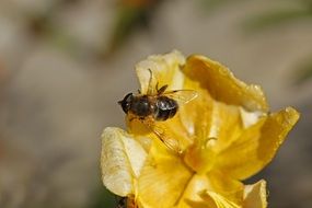 honey bee on a withered yellow flower