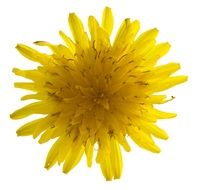 dandelion macro flower plant