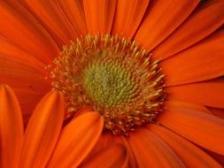 red gerbera flower close-up