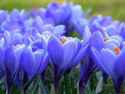 A lot of blue crocuses