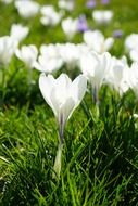 crocus flowers blooming in spring