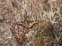 butterfly resting on a insect close-up on blurred background