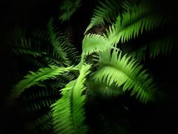 closeup photo of green fern leaves in the dark