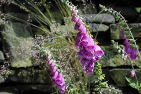 magnificent foxglove flower
