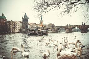 charles bridge mirror reflection with swans