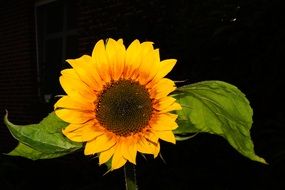 sunflower on a black background