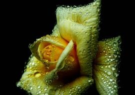 Yellow rose flower in raindrops