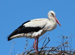 Storks On Mountain Husen