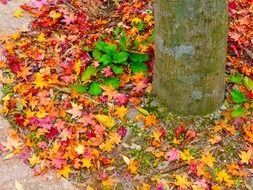 colorful fallen maple leaves near the tree