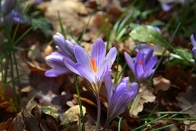 violet fresh crocus flowers in spring forest