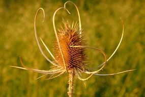 thistle prickly blossom