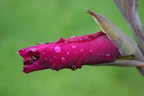 Pink flower bud in drops of dew