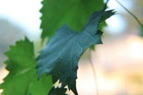 dark green leaves close-up on blurred background