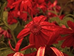 red flowerswith dew drops