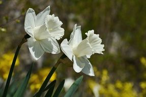 impressive daffodils white flowers