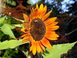 closeup photo of beautiful and delightful orange sunflower